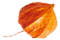 https://jaime-y-julie.click/wp-content/uploads/2020/12/small_leaf_05.png